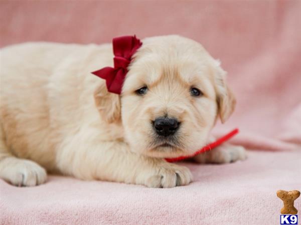 breeders Picture 3